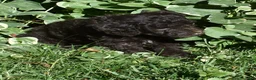 Standard Poodle dogs for sale: Standard Poodle 8 Brown with a tiny bit of white - Ad 3