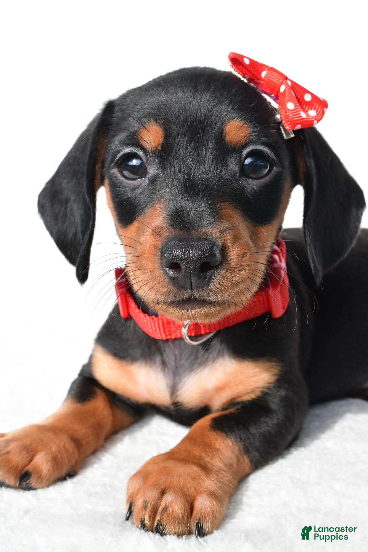 Miniature Dachshund dogs Diesel - Ad 2