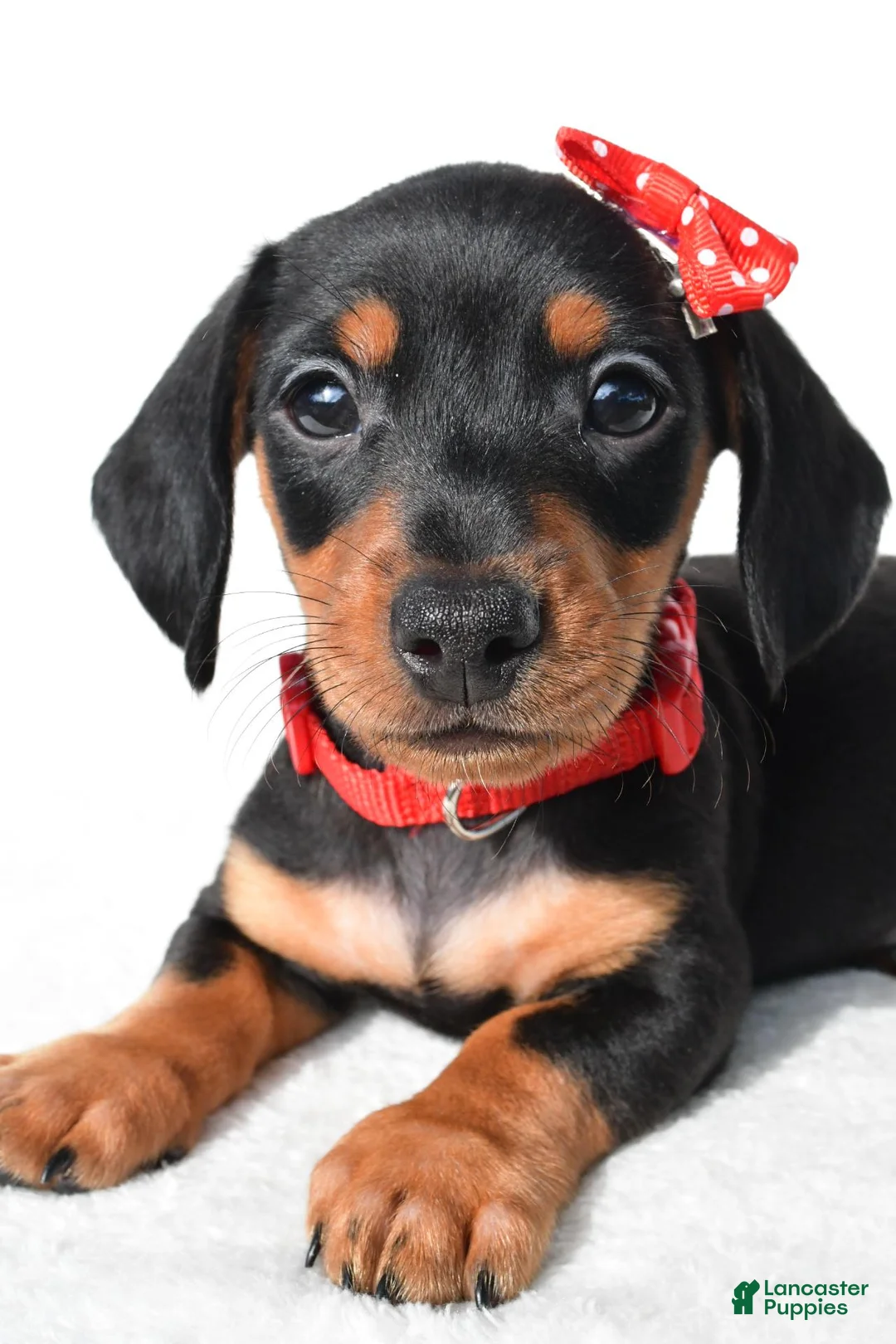 Miniature Dachshund dogs for sale: Diesel - Ad 2
