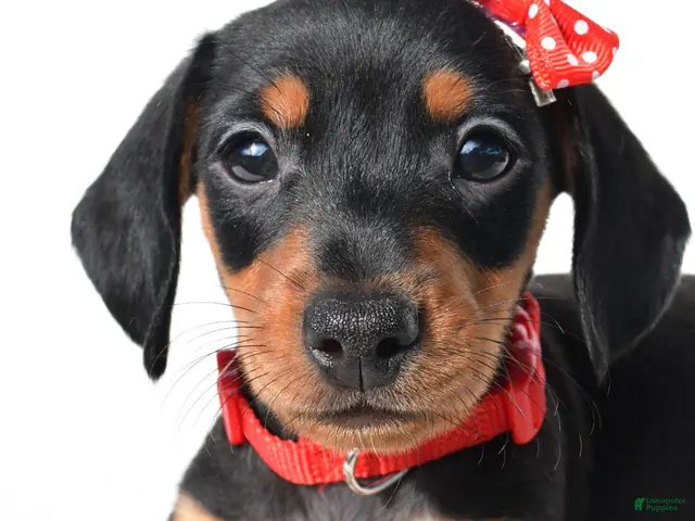 Miniature Dachshund dogs for sale: Diesel - Ad 2