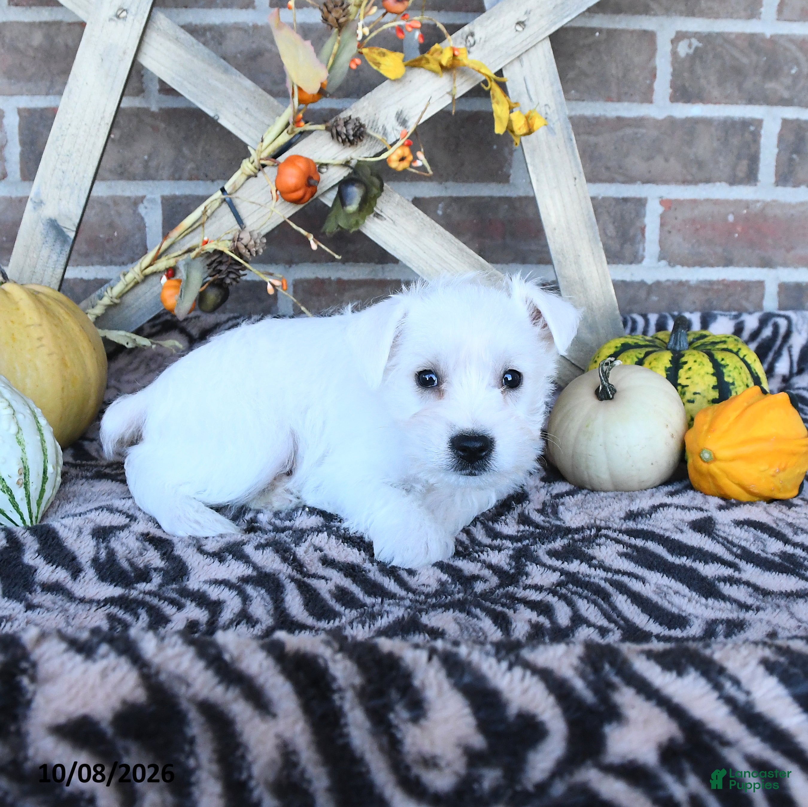Miniature Schnauzer dogs Owen - Ad 2