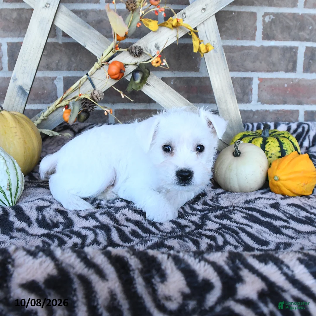 Miniature Schnauzer dogs for sale: Owen - Ad 2