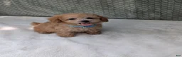 Bichpoo dogs for sale: Buckley  - Ad 4