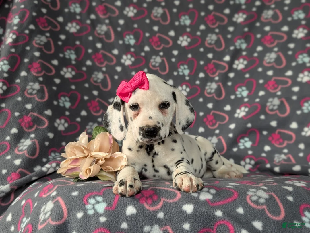 Dalmatian dogs for sale: Lanette - Ad 5