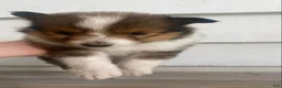 Shetland Sheepdog dogs for sale: Sylvana - Ad 4