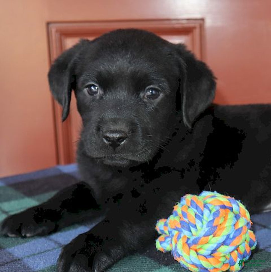 Labrador Retriever dogs for sale: Houston -  Champ lines - Ad 1