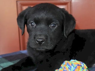 Labrador Retriever dogs Houston - Champ lines - Ad 1