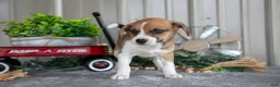Mixed Breed dogs for sale: Trixie - Ad 3