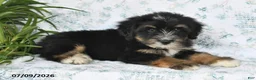 Mini Bernedoodle dogs for sale: Trent - Ad 2