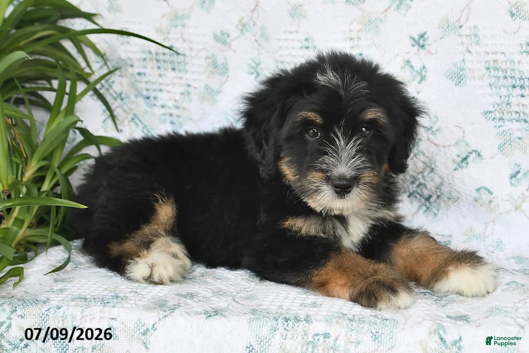 Mini Bernedoodle dogs for sale: Trent - Ad 2