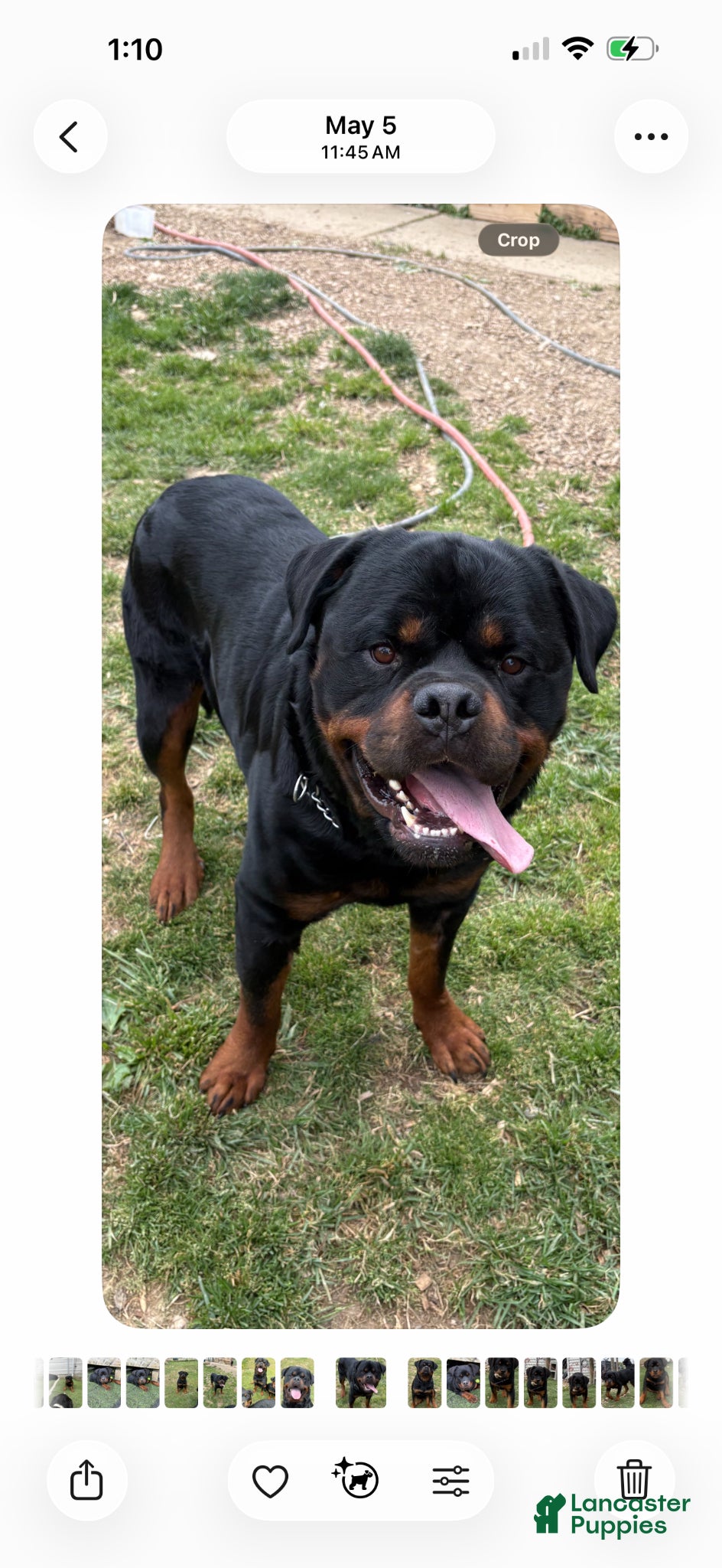 Rottweiler dogs German Rottweiler male up for stud - Ad 2