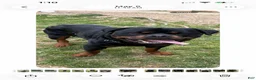 Rottweiler dogs for stud: German Rottweiler male up for stud - Ad 1