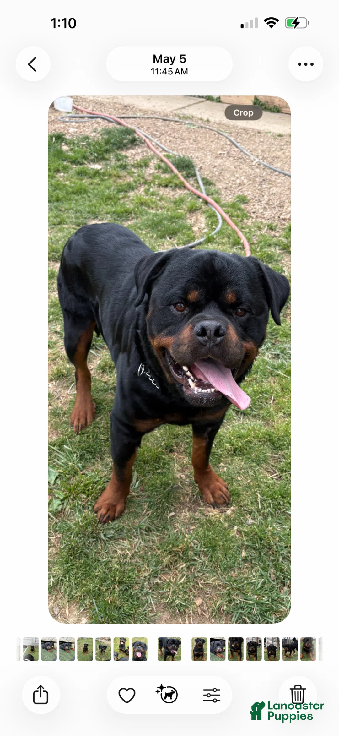 Rottweiler dogs for stud: German Rottweiler male up for stud - Ad 1
