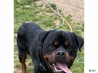Rottweiler dogs for stud: German Rottweiler male up for stud - Ad 1