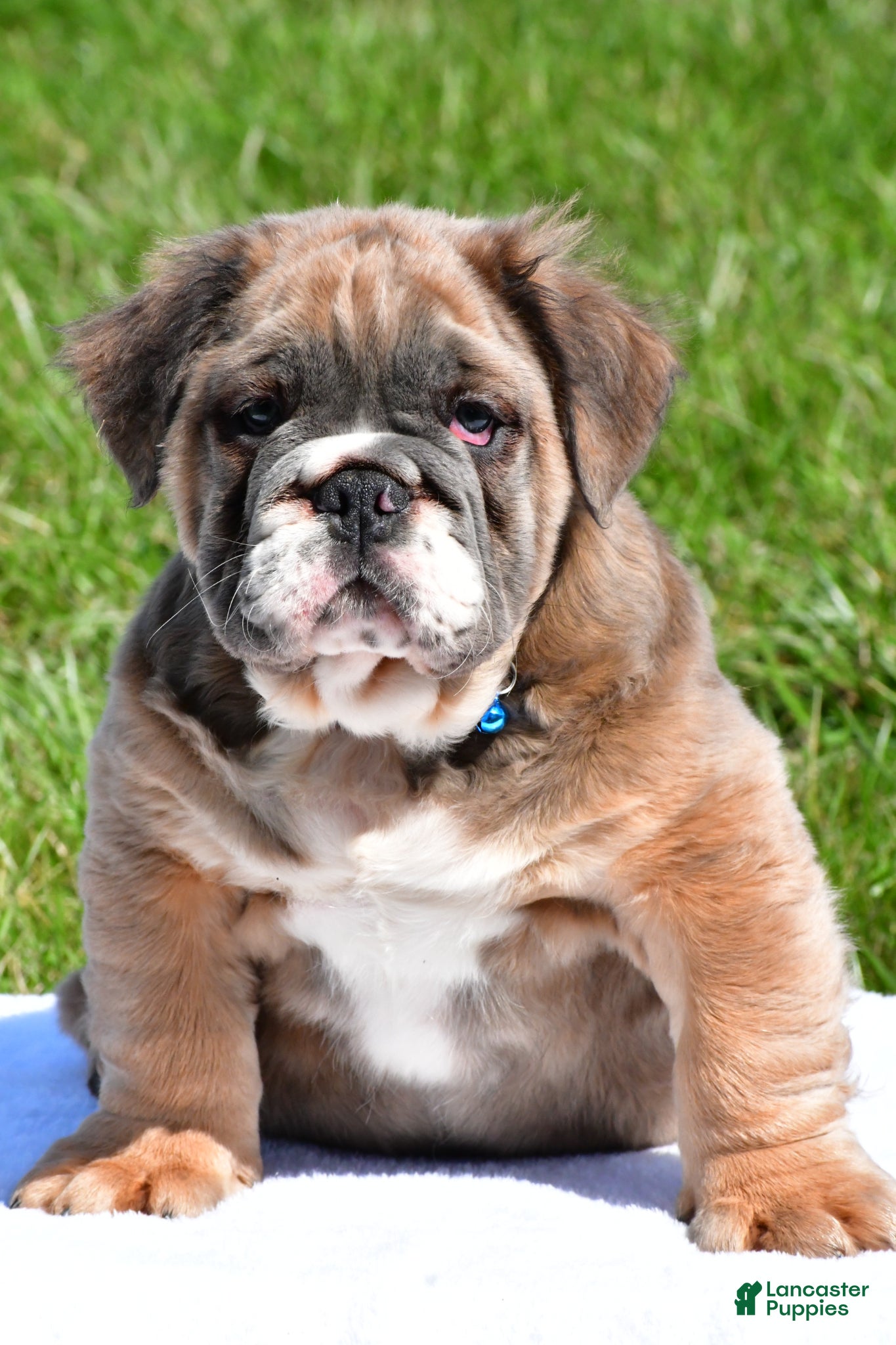 English Bulldog dogs Faris - Ad 2
