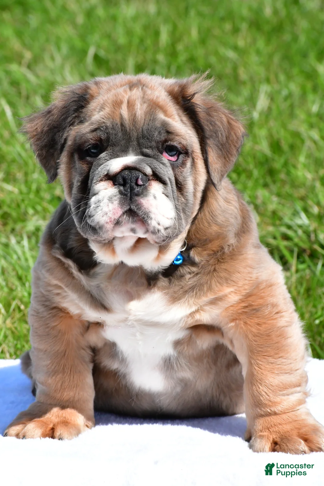 English Bulldog dogs for sale: Faris - Ad 2