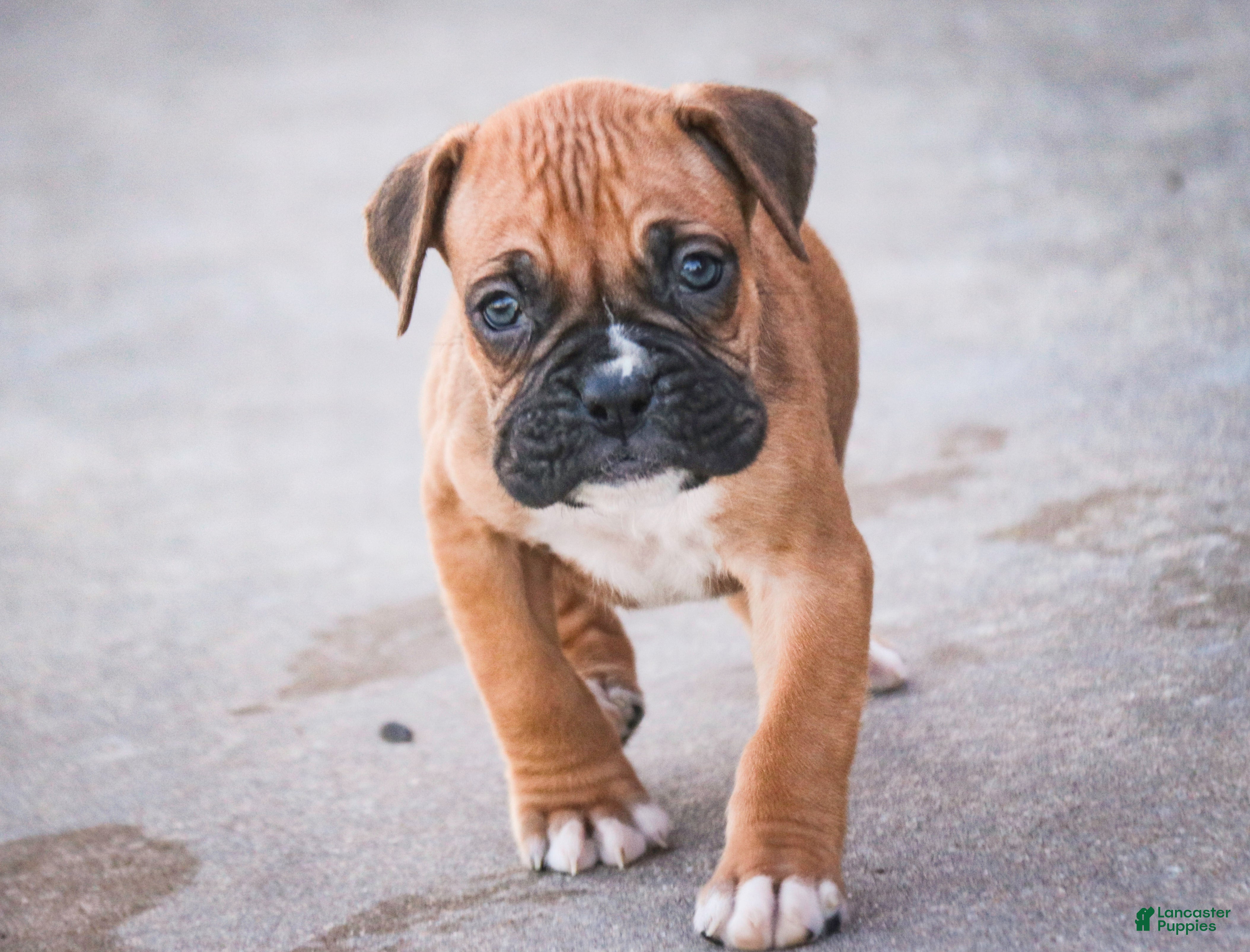 Boxer dogs Ford - Ad 1