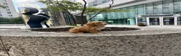 Cavapoo dogs for sale:  Cisco - Ad 3