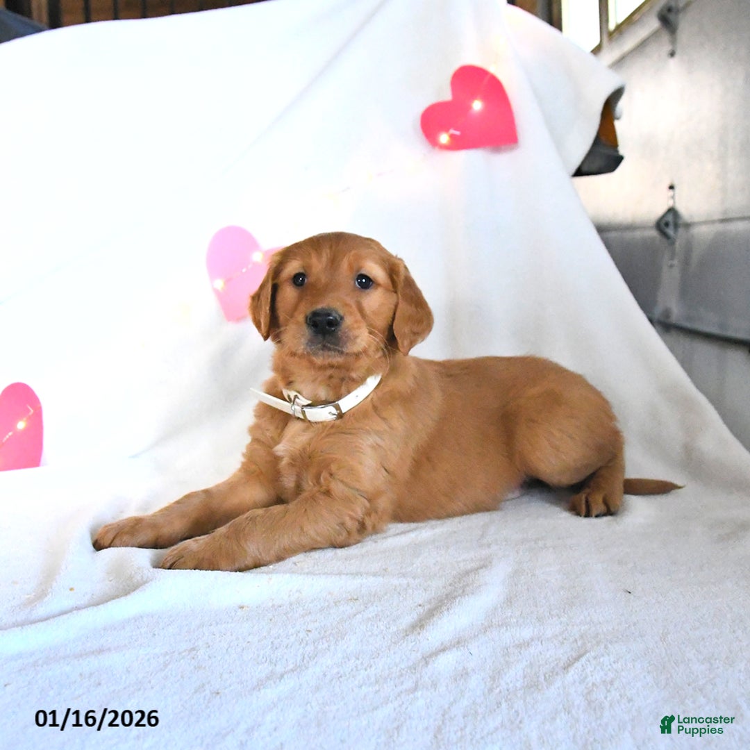 Golden Retriever dogs for sale: Moose - Ad 1