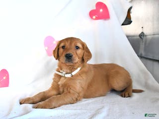 Golden Retriever dogs Moose - Ad 39