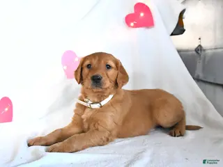 Golden Retriever dogs Moose - Ad 41