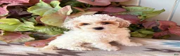 Cockapoo dogs for sale: Lily - Ad 3