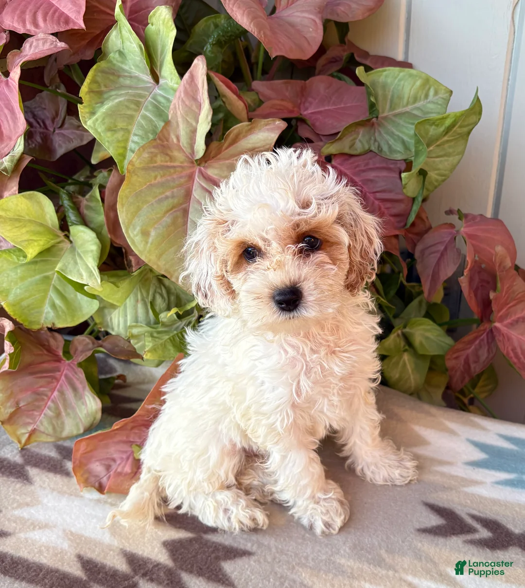 Cockapoo dogs for sale: Lily - Ad 3