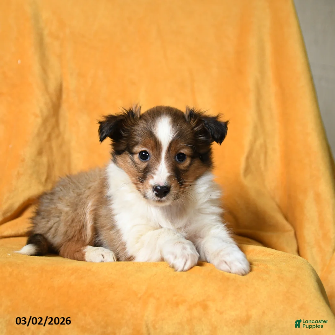 Shetland Sheepdog dogs for sale: Flora   - Ad 2