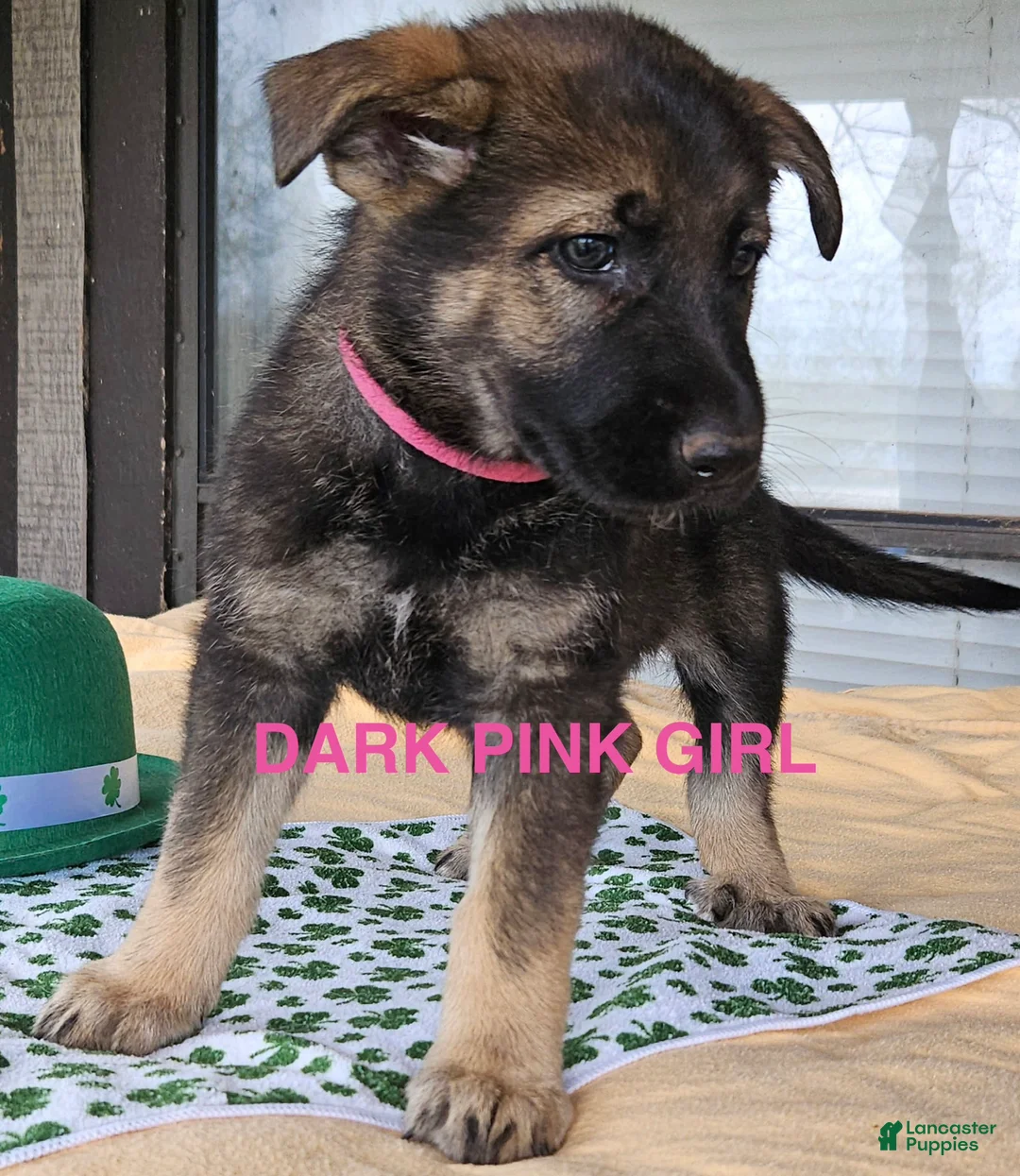 German Shepherd dogs for sale: Dark pink girl - Ad 1