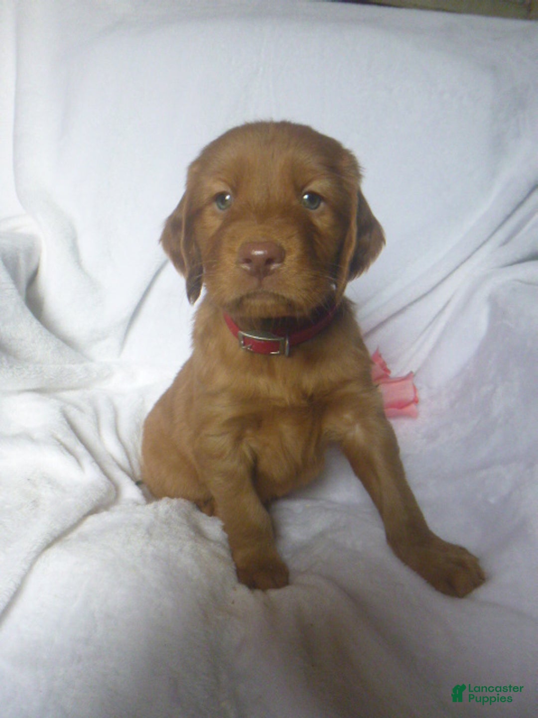 Mixed Breed dogs for sale: Peter - Ad 1