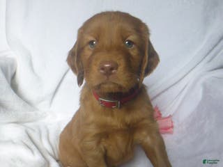 Mixed Breed dogs Peter - Ad 35