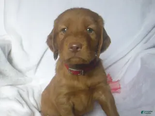 Mixed Breed dogs Peter - Ad 34