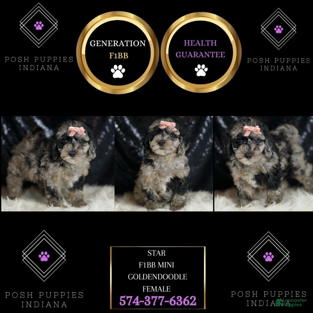 Mini Goldendoodle dogs for sale: Star - Ad 7