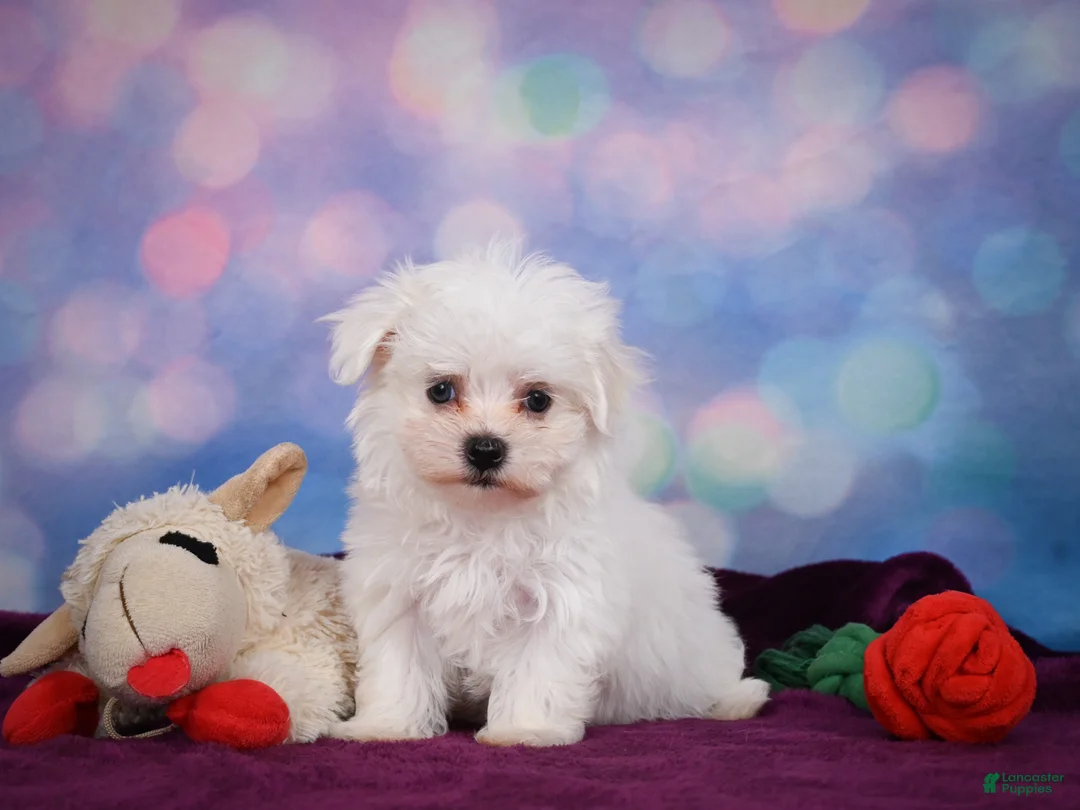 Maltese dogs for sale: ROSIE - Ad 1