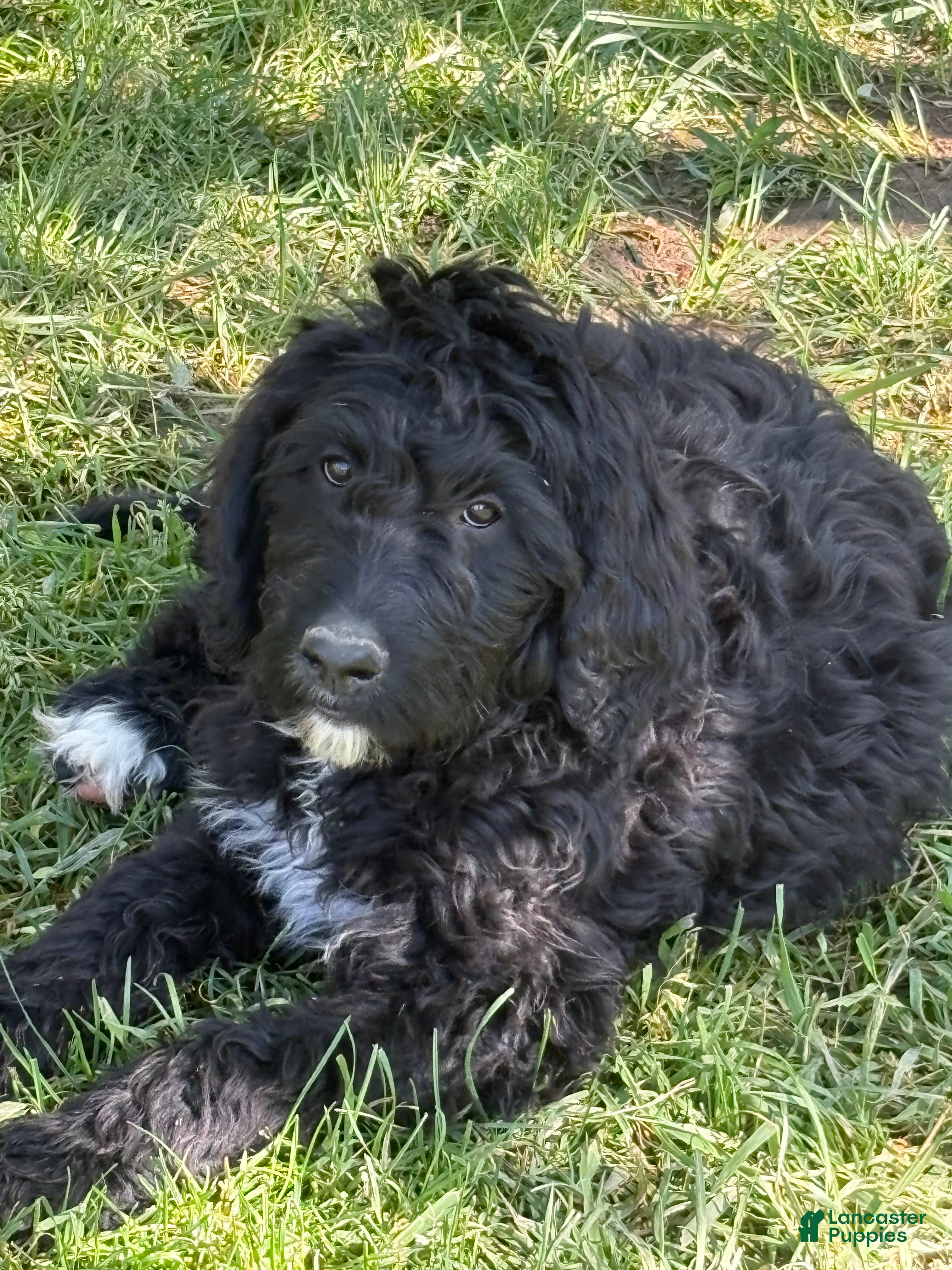 Bernedoodle dogs Standard Bernedoodle Puppy Star - Ad 1