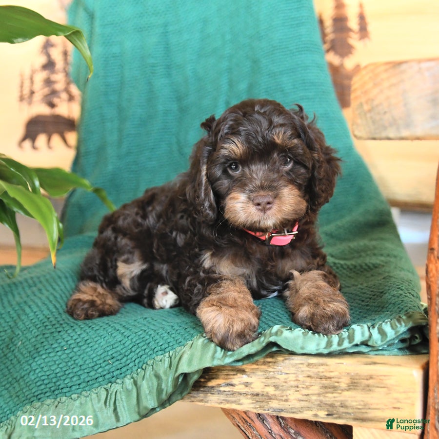Cockapoo dogs Muffin - Ad 2