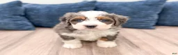 Mini Bernedoodle dogs for sale: Rocket - Ad 1