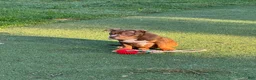 American Bully dogs for sale: Toasty - Ad 6