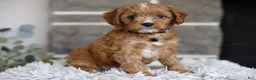 Cavapoo dogs for sale: Sammy - Ad 9