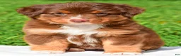 Miniature Australian Shepherd dogs for sale: Izzy - Ad 13