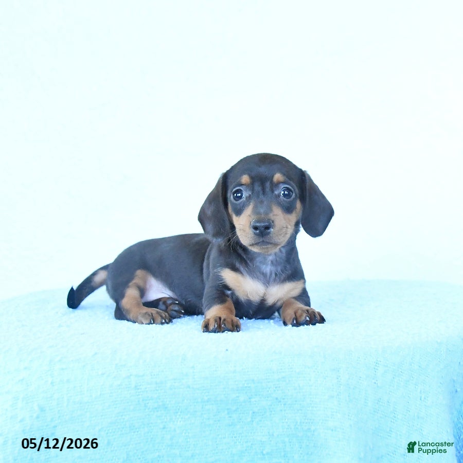 Miniature Dachshund dogs Silver - Ad 1