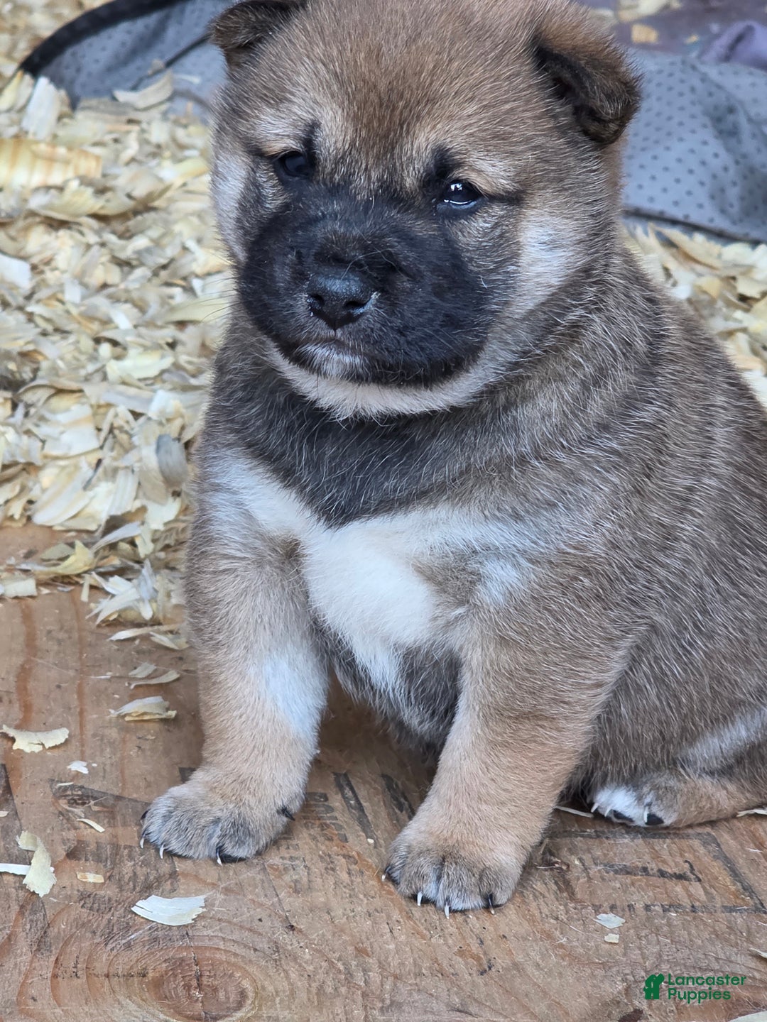 Gallery Image {{count}}