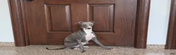 Italian Greyhound dogs for sale: Sammy - Ad 2