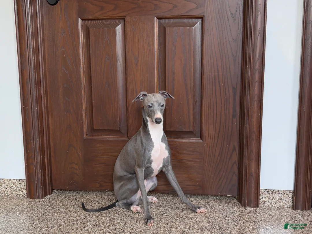 Italian Greyhound dogs for sale: Sammy - Ad 2