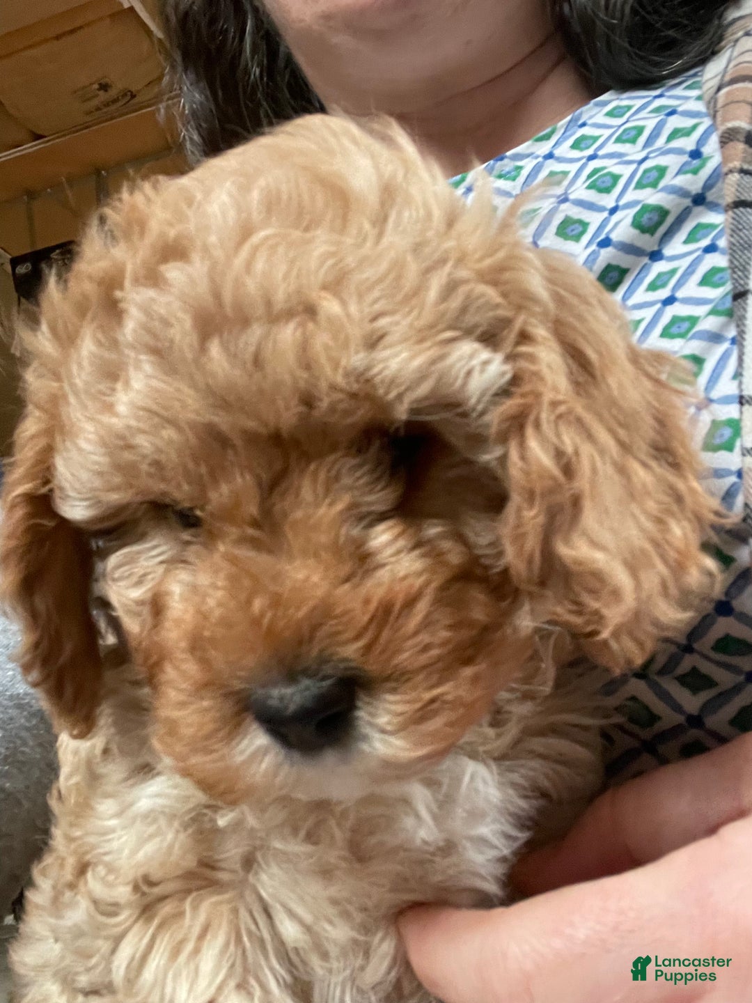 Cavapoo dogs for sale: Ginger  - Ad 2
