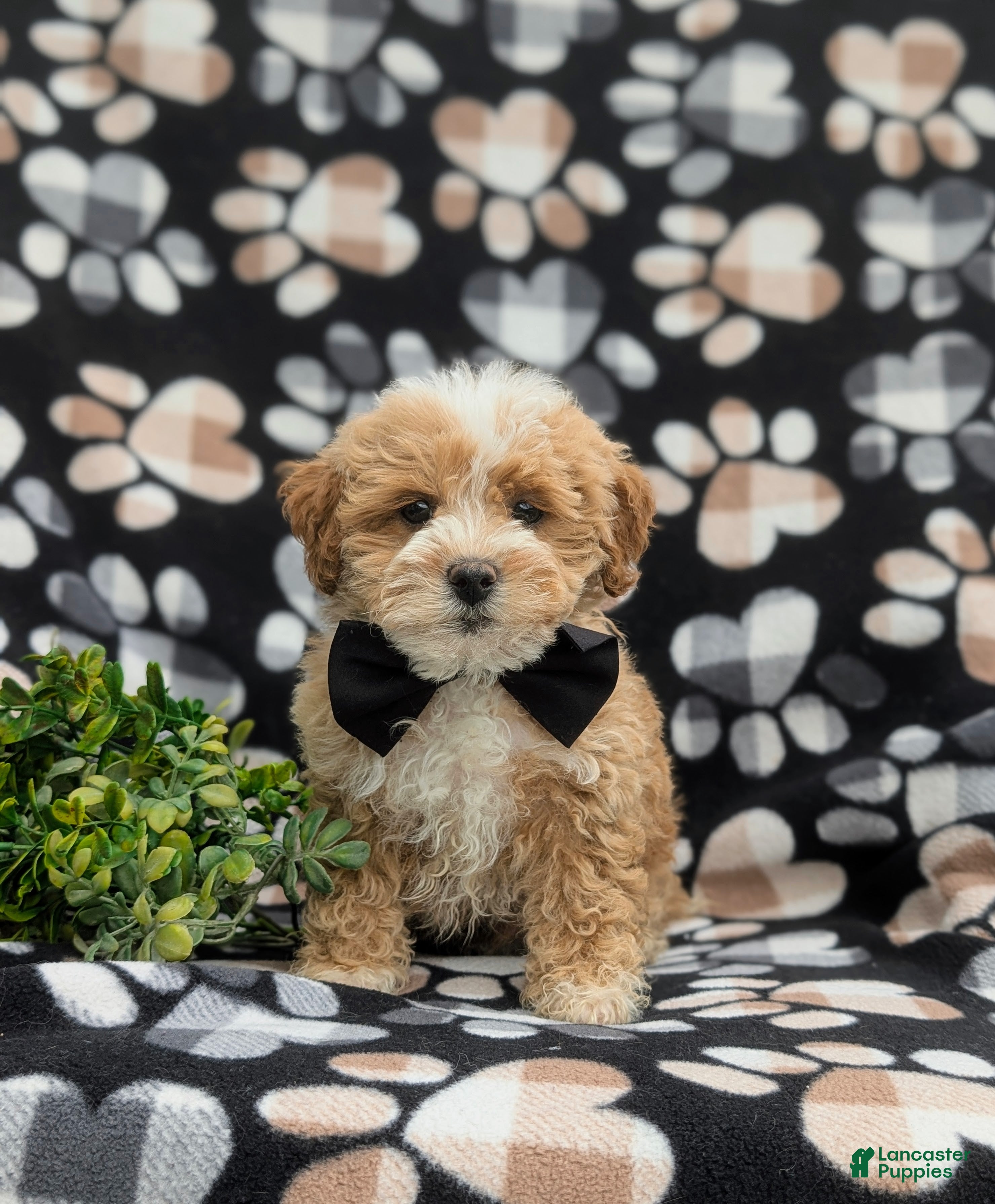 Lhasa Cocker Spaniel Mix Lha Cocker Lhasa Apso Cocker Spaniel Poodle Mix  Cocker Spaniel, image size:2959x3581