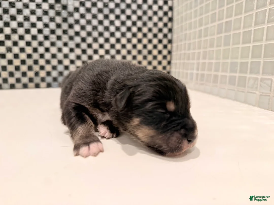 Australian Shepherd dogs for sale: Dakota - Ad 4