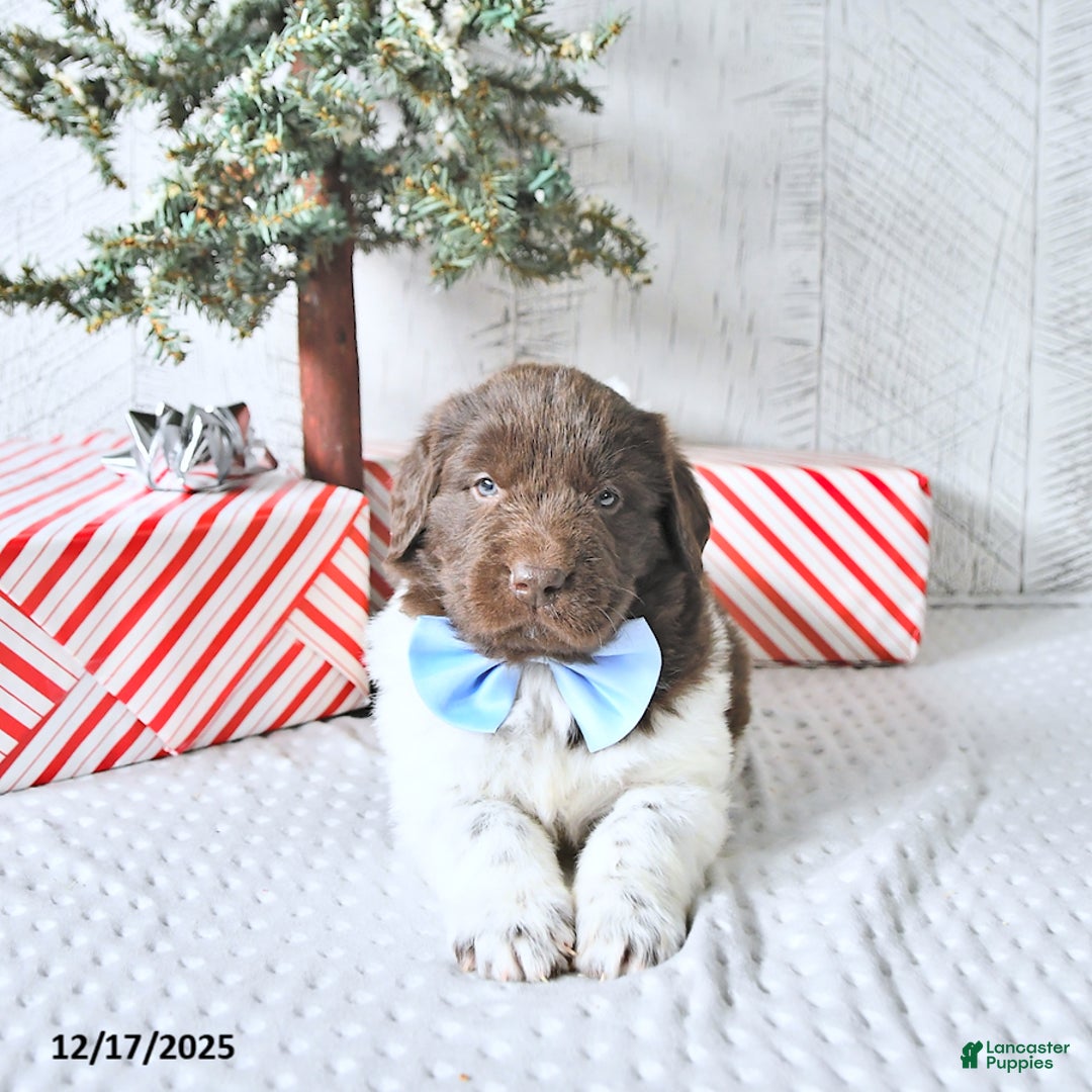 Newfoundland dogs for sale: Ivy - Ad 4