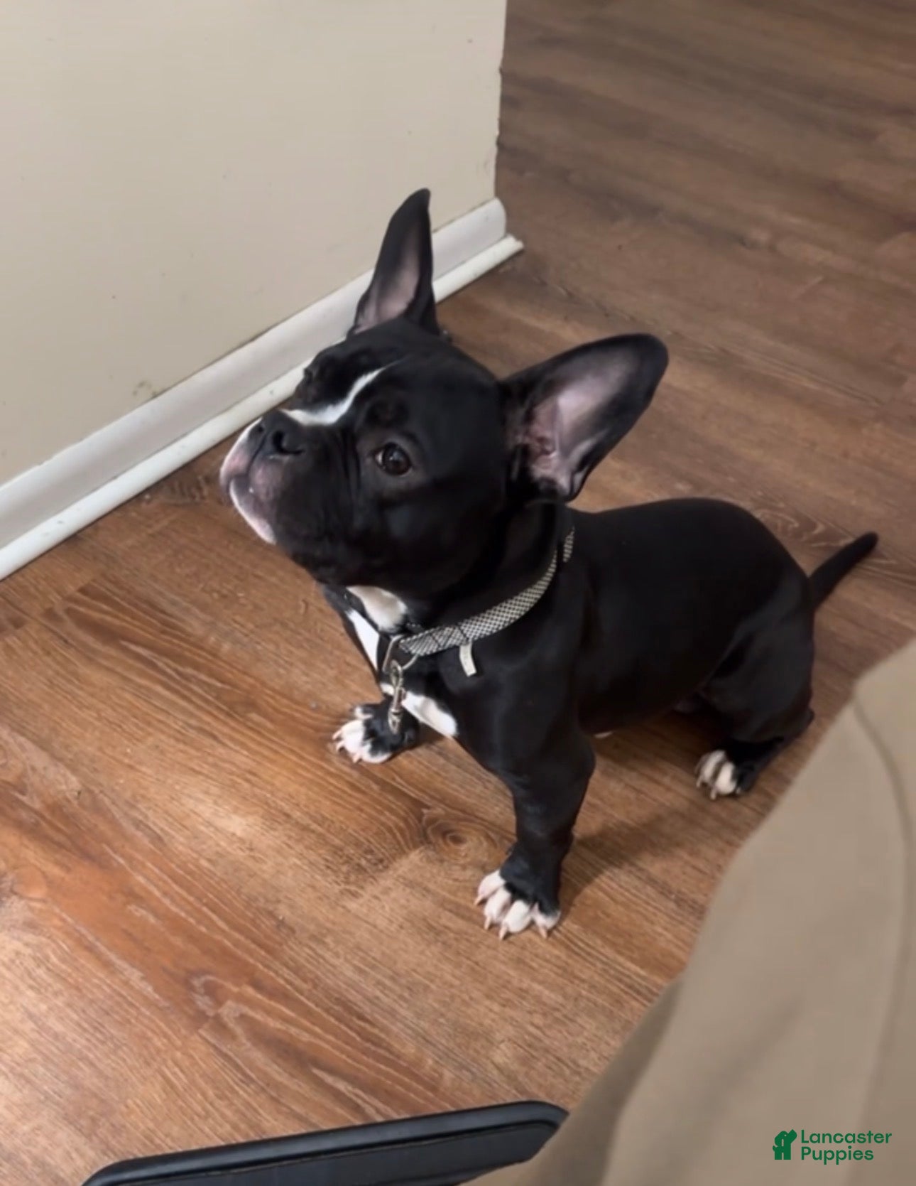 American Bully dogs Rocko - Ad 2
