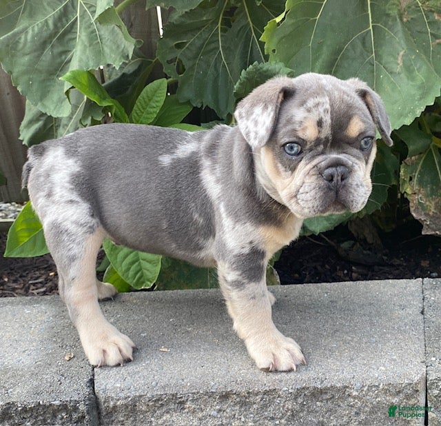 French Bulldog dogs Henry - Ad 1